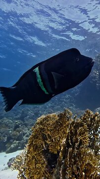 Clown coris (Coris aygula). Taken in Sharm El Sheikh, Egypt.