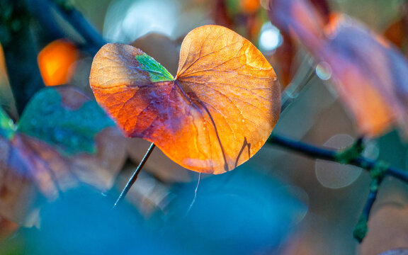 Horizontal image of a vibrant heart-shaped autumn leaf with morning dew drops and soft blue bokeh background.