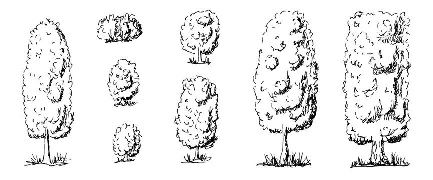 Black and white tree line drawings collection. Sketch forest illustrations with oak, pine, and maple outlines. Simple doodle art set for nature project. Vector doodle trees isolated on transparent bg.
