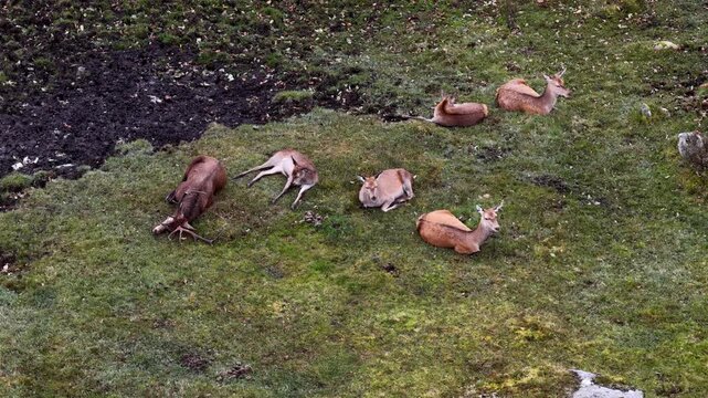 Red deer stag and his harem sleeping during the day