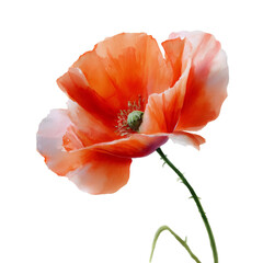 Vibrant orange poppy flower with delicate petals and a green center, showcasing the beauty of nature on transparent background