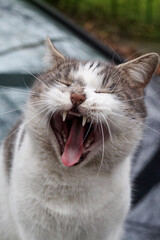 A yawning cat with its mouth wide open