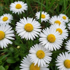 Morning Dew Daisies