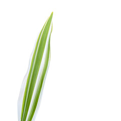 A single leaf has white and green veins.