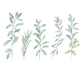 Watercolor eucalyptus  branches. Botanical greenery set. Isolated images on white background. Art print