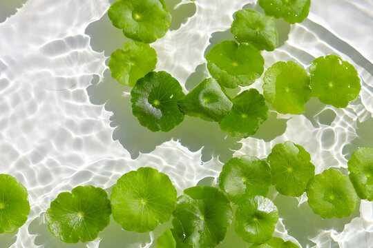 Green pennywort leaves floating on clear water with soft ripples.