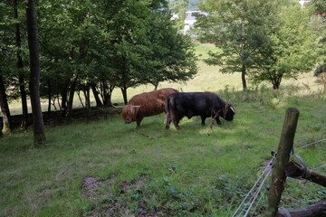 Naklejka premium Two Highland cattle grazing together in green meadow under forest trees