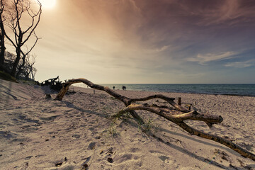 Strand in der Nähe vom Darßer Urwald an der Ostsee, mit Holz © Rebgu60