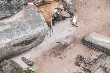 Yellow bittern water bird is fishing walking in river Thailand.