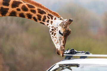 Northern giraffe inspects a car