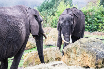 African elephant pair