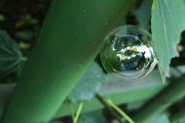 A single, translucent soap bubble floats amidst green foliage. The bubble's reflective surface captures and distorts the surrounding plant life, creating a whimsical and surreal abstract image.