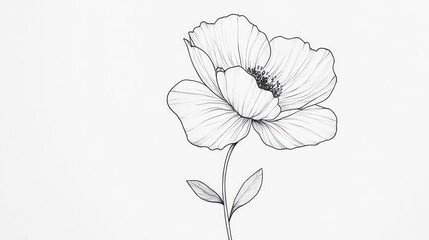 Delicate floral line art illustration of a blooming flower on white background