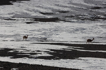 Fototapeta premium Llamas grazing in Los Flamencos National Reserve, Chile.