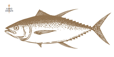 Tuna Fish, seafood, sketch. Vintage retro print, seafood tuna fish sketch, sea life, ink pencil style drawing engrave old school artwork, hand drawn. Sketch artwork tuna fish. Illustration