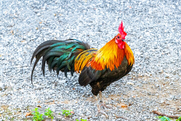 Fototapeta premium Proud colorful male rooster chicken in Patong Phuket Thailand.