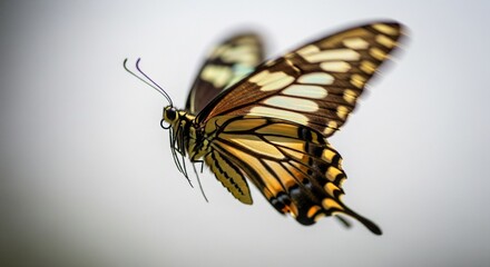 Fototapeta premium Vibrant Butterfly in Motion Flapping Wings with Soft Blur Effect Close Up