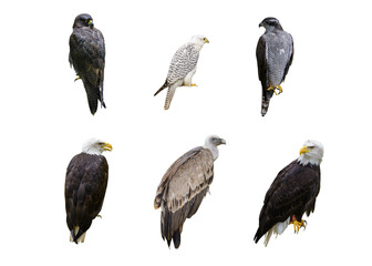 Obraz premium Set of birds of prey, eagles, hawks, and falcons isolated on white background
