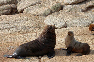 Obraz premium australian fur seal