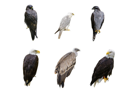 Set of birds of prey, eagles, hawks, and falcons isolated on white background - Powered by Adobe