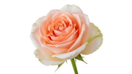 Beautiful peach rose isolated PNG on transparent background, delicate flower blossom for wedding invitations and romantic designs