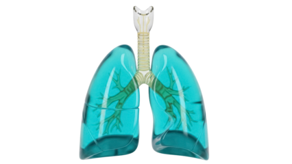 Human lungs with trachea isolated PNG, realistic 3D rendering of respiratory system for medical education and healthcare design