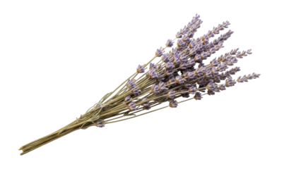 Dried lavender bouquet isolated PNG on transparent background, aromatic purple flower bunch for decoration and aromatherapy use
