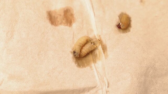 Close up of housefly larvae removed from an infected wound on a sheep, illustrating myiasis infestation. Important for veterinary medicine, animal health awareness, livestock care, disease control.