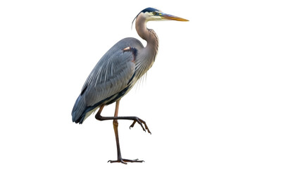 Elegant great blue heron standing isolated PNG on transparent background, majestic bird with gray...