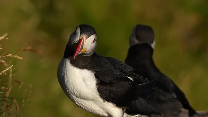 Closeup of Atlantic puffin pair as male displays courtship behavior during breeding season on Runde