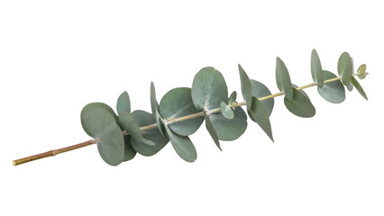 Eucalyptus branch with round leaves isolated PNG, silver dollar eucalyptus foliage on transparent background for floral design and decoration