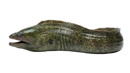 Fototapeta premium Close-up shot of a green moray eel with open mouth on a plain white background.
