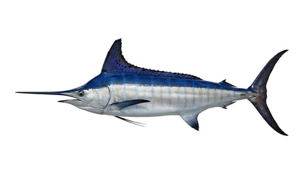 Fototapeta premium A blue marlin fish with a long bill and pointed dorsal fin on a white background.