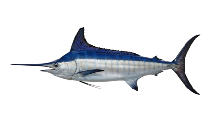 A blue marlin fish with a long bill and pointed dorsal fin on a white background.