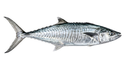 Close-up shot of a single mackerel fish with a metallic sheen on a white background.