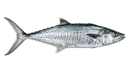 Close-up shot of a single mackerel fish with a metallic sheen on a white background.