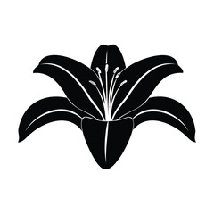 Elegant Lily Flower Design For Botanical Art And Decoration