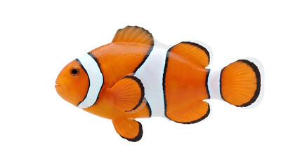 Close-up of a vibrant orange clownfish with distinctive white stripes against a clean white background.