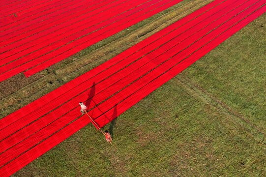 Aerial view of vibrant red fabric laid out in long, parallel lines across the lush green fields, creating a striking contrast of color and texture, Narsingdi, Dhaka Division, Bangladesh.