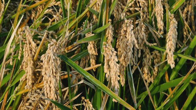 Detail of rice plants in the Ebro River Delta, Catalonia, Spain. 4k.
Close-up of mature rice crop, ready to be harvested, illuminated by the warm light of the sunset and swaying in a gentle breeze.