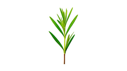 Fototapeta premium Green rosemary sprig isolated on transparent background, fresh herb with needle like leaves, aromatic culinary ingredient, natural and organic, healthy cooking concept