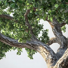 Low angle shot of a grand, old tree with textured bark and lush foliage.