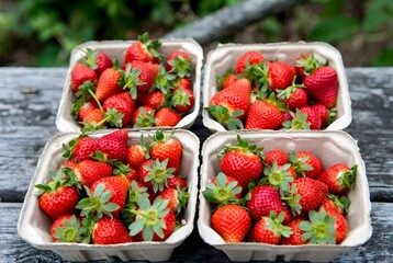 White containers filled with fresh red strawberries arranged on wooden surface &mdash; vibrant, abundant, and market-ready.