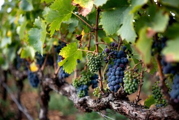 Clusters of ripe purple grapes hanging from trellised vines with sunlit green leaves &mdash; vibrant and abundant.