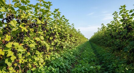 Obraz premium Blackcurrant Bushes in Orchard, Fruit Cultivation Concept, Generative AI