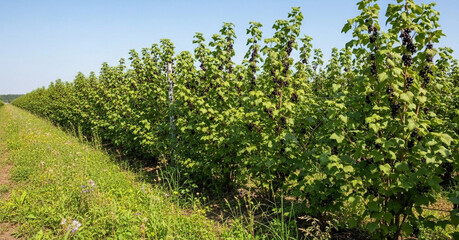 Fototapeta premium Rows Of Blackcurrant Bushes, Abundant Harvest Concept, Generative AI