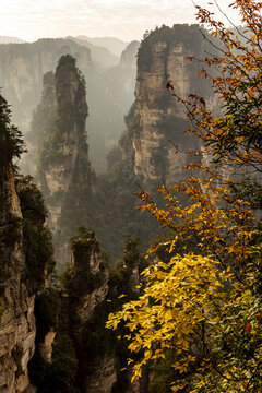 View of towering sandstone pillars pierce the mist-shrouded landscape, framed by vibrant autumn foliage in this otherworldly panorama, Zhangjiajie, Hunan, China.