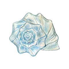Blue Watercolor Seashell Spiral Illustration