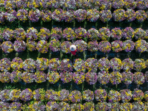Aerial view of a person in a conical hat amidst rows of vibrant, blooming flowers, a tapestry of colors under the sun, Mekong Delta, Mekong Delta, Vietnam.