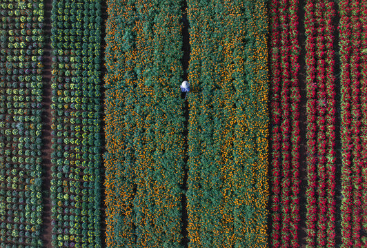 Aerial view of vivid rows of plants, with hues of green, orange, and red, creating a striking contrast, Mekong Delta, Mekong Delta, Vietnam.